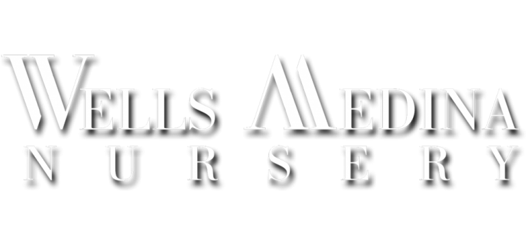 Wells Medina 768x359